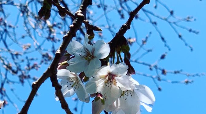 桜咲く、サロンも春の香りへ